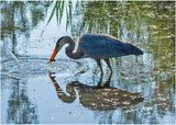 K4233030-Great Blue Heron.jpg