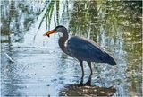 K4233044-Great Blue Heron.jpg