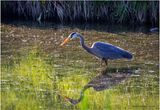 K4233086-Great Blue Heron.jpg