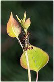 KF001653-Ant Farm.jpg
