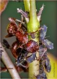 KF001661-1-Ant Farm.jpg