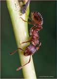 KF001667-small Ant.jpg