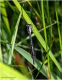 KF001712-Damsel Fly.jpg