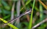 KF001715-Damsel Fly.jpg