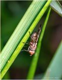 KF001759-real tiny fly.jpg
