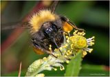 KF001780-Bumble Bee.jpg