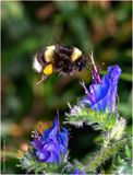 KF001830-Bumble Bee.jpg