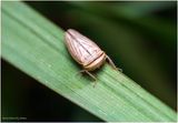 KF001840-Plant Bug Nymph.jpg