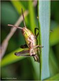KF001851-Grasshopper Nymph.jpg