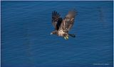 K4231575-Bald Eagle-juvenile.jpg