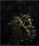 K4231366-Bald Eagle.jpg