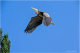 K4233097-Great Blue Herom.jpg