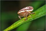 KF001874-Plant Bug nymph.jpg