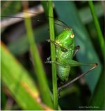 KF001946-Grasshopper nymph.jpg
