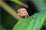 KF001947-Plant Bug nymph.jpg