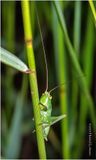 KF001967-Grasshopper Nymph.jpg