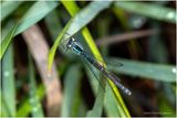 KF001991-Damsel Fly.jpg