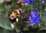 KF002086-Bumble Bee.jpg