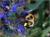 KF002087-Bumble Bee.jpg