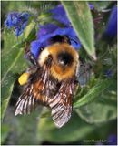 KF002091-Bumble Bee.jpg