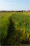 DSC09999-Airdrie.jpg