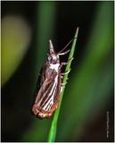 KF002134-1.jpg