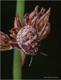 KF002157-unidentified tiny beetle.jpg
