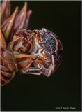 KF002159-1-unidentified tiny beetle.jpg