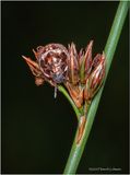 KF002165-unidentified tiny beetle.jpg