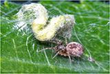 KF002400-tiny spider.jpg