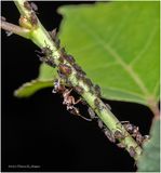 KF002546-Ant Farm.jpg