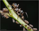 KF002528-1-Ant Farm.jpg