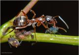 KF002290-Ant.jpg