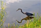 K4233418-Great Blue Heron.jpg