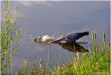 K4233419-Great Blue Heron.jpg