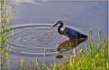 K4233436-Great Blue Heron.jpg