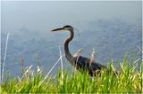 K4233463-Great Blue Heron.jpg
