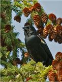 K4233493-Red-winged Blackbird-male.jpg