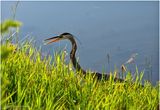 K4233514-Great Blue Heron.jpg