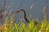 K4233533-Great Blue Heron.jpg