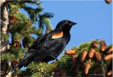 K4233559-Red-Winged Blackbird-male.jpg