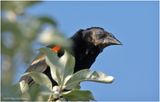 K4233597-a very old Red-Winged Blackbird-male.jpg