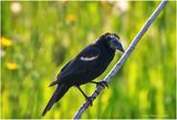 K4233587-very old Red-Winged Blackbird-male.jpg