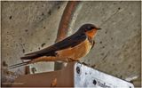 K4233609-Barn Swallow.jpg