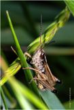 KF002589-Grasshopper.jpg
