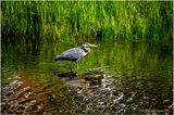 K4233690-Great Blue Heron.jpg