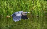 K4233772-Great Blue Heron.jpg