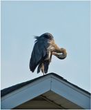 K3317054-Great Blue Heron.jpg