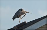 K3317077-Great Blue Heron.jpg