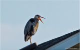 K3317087-Great Blue Heron.jpg
